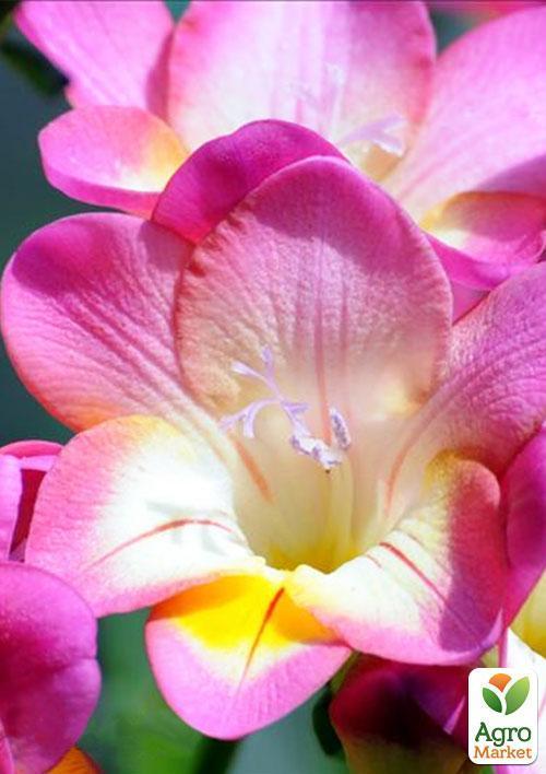 Фрезія махрова "Pink" 5шт в упаковці - фото 2