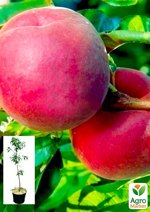 Персик "Глория" укорененный в контейнере (саженец 2 года)