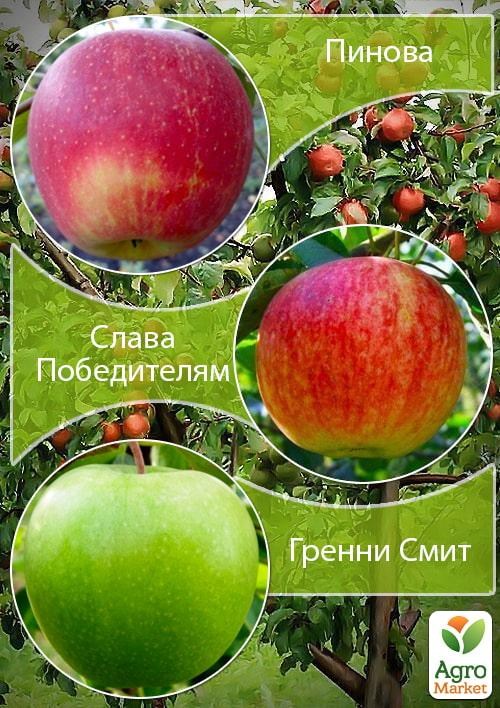 Дерево-сад Яблоня "Гренни Смит+Пинова+Слава Победителям" 