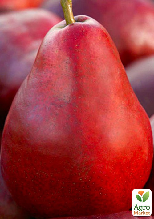 Груша "Ред Фаворитка" (літній сорт, раніій термін дозрівання)