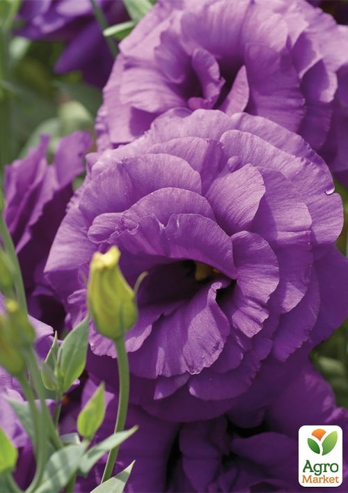 Эустома махровая "Мариачи F1" синяя ТМ "Профессиональные семена" 100шт