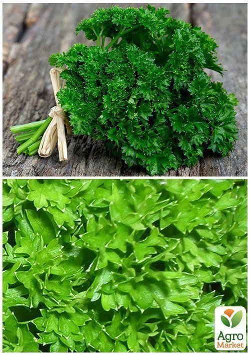 На развес Петрушка кучерявая ТМ "Весна" цена  за 5г - фото 3