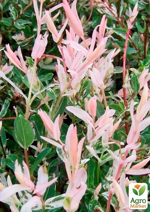 Ива на штамбе "Hakuro-nishiki" (высота 80-100см) - фото 2