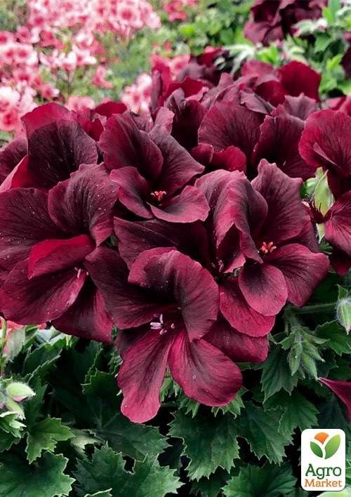 Пеларгонія Королівська Novita Classic "Red" - фото 2