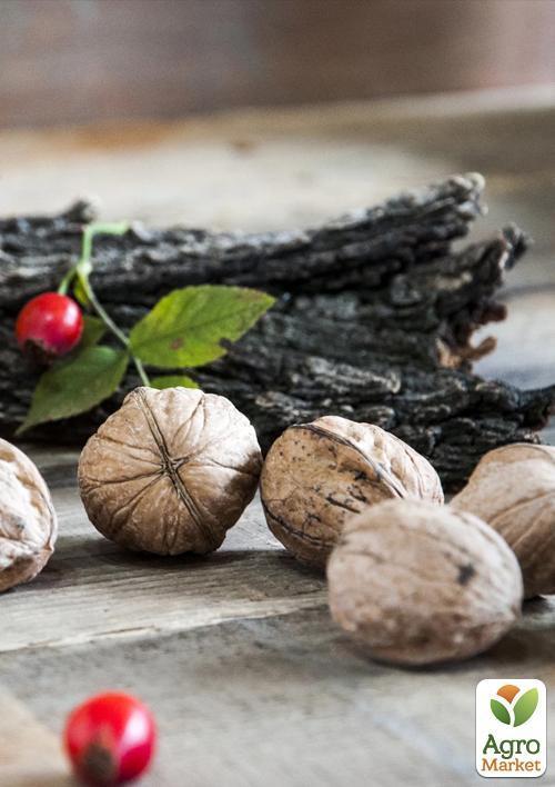 Грецкий орех привитой "Franquette" (французская селекция, среднеспелый срок созревания) - фото 4