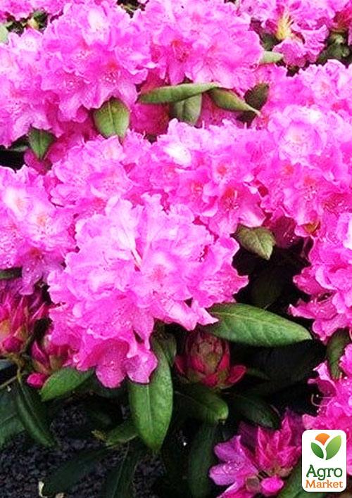 Рододендрон "Roseum elegans"  (розовый)