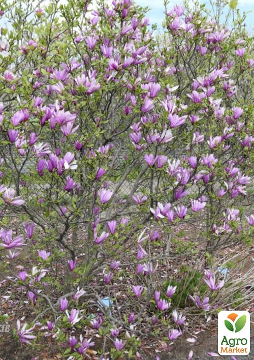 Магнолия 2-х летняя гибридная "Judy" (высота 30-40см) - фото 2