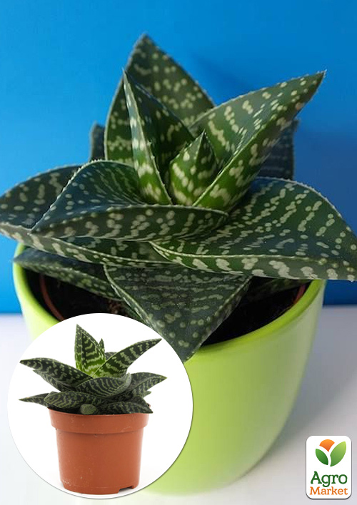 Суккулент Гастералоэ "Tiki Zilla" (вазон Р9)