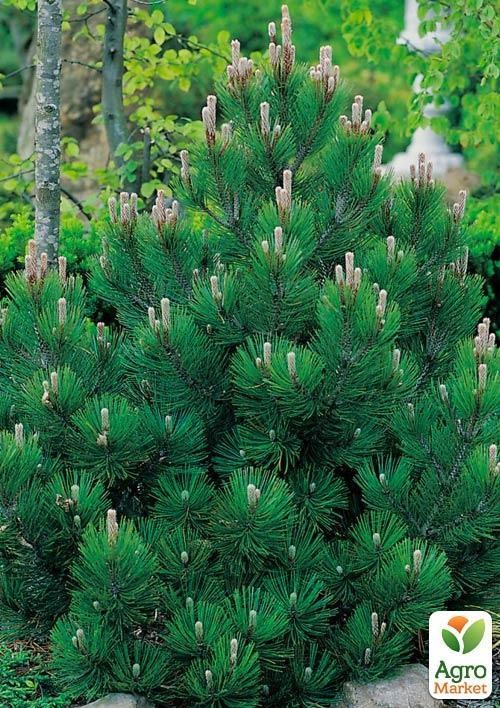 Сосна Гельдрейха (Pinus Leucodermis) горшок P9