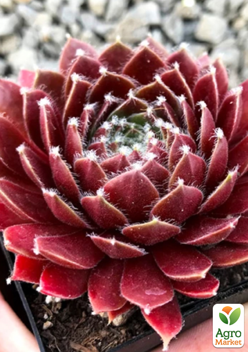 Молодило павутинисте "Red Papaver"