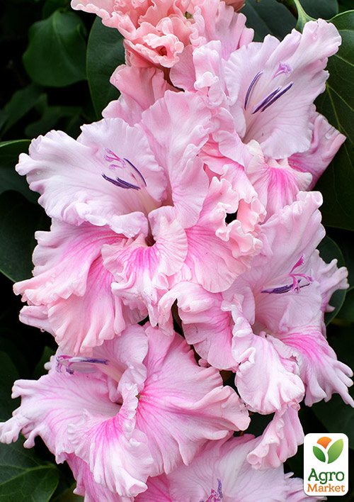 Гладіолус "Soft Innocence"