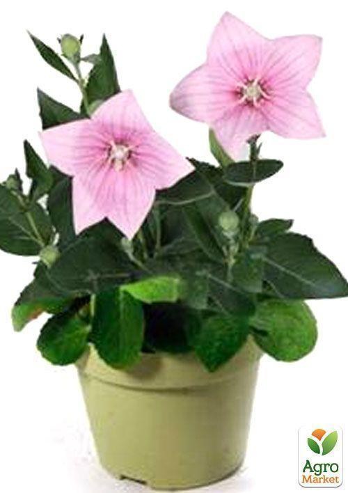 Широкодзвоник (platycodon) "Grandiflorus Shell Pink"