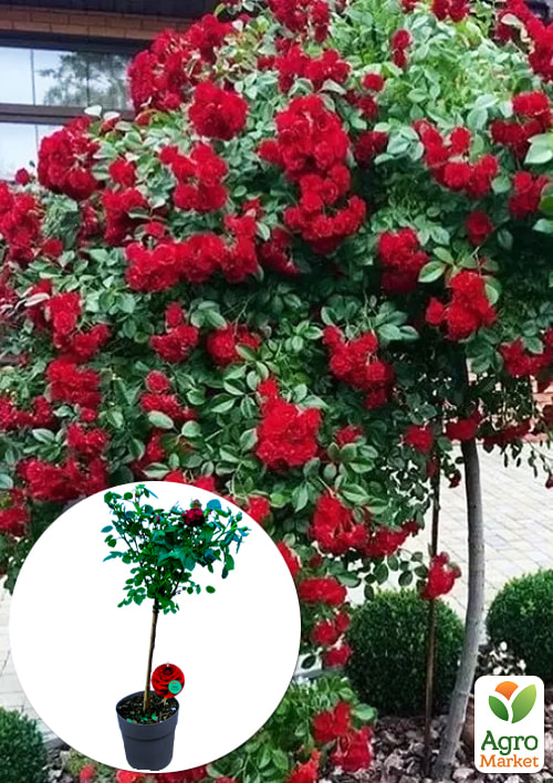 LMTD Роза на штамбе цветущая 3-х летняя "Royal Red" (укорененный саженец в горшке, высота50-80см)