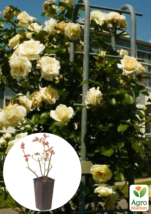 Роза плетистая "Schneewalzer" в контейнере, высший сорт