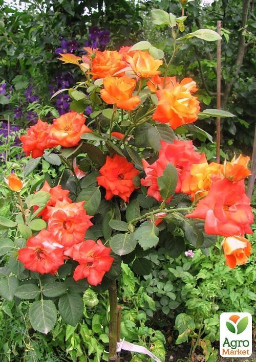 Роза штамбова "Rumba" (саджанець класу АА +) вищий сорт