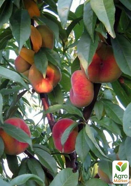 Інжирний персик "Інжирний ранній" (літній сорт, ранній термін дозрівання) - фото 5