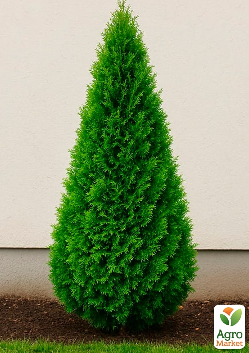 Туя западная "Smaragd Light" (ком/сетка) высота 120-140 см