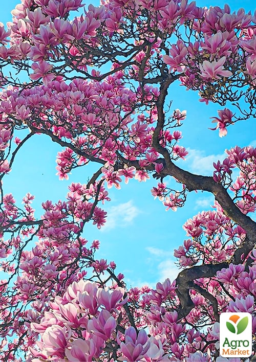 Магнолія "Judy" (Джуді) - фото 6