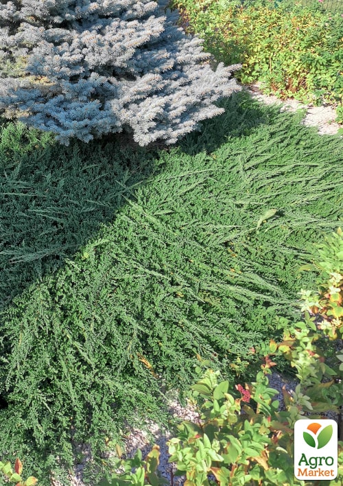 Можжевельник горизонтальный "Jade River" C2, диаметр 30-40см - фото 3