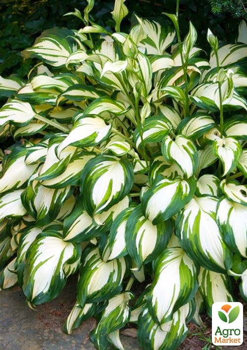 Хоста "Undulata Mediovariegata"
