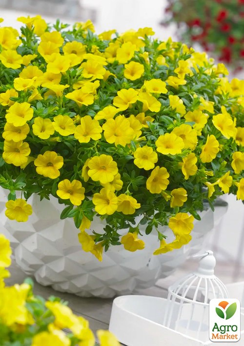 Калібрахоа Calipetite "Yellow"