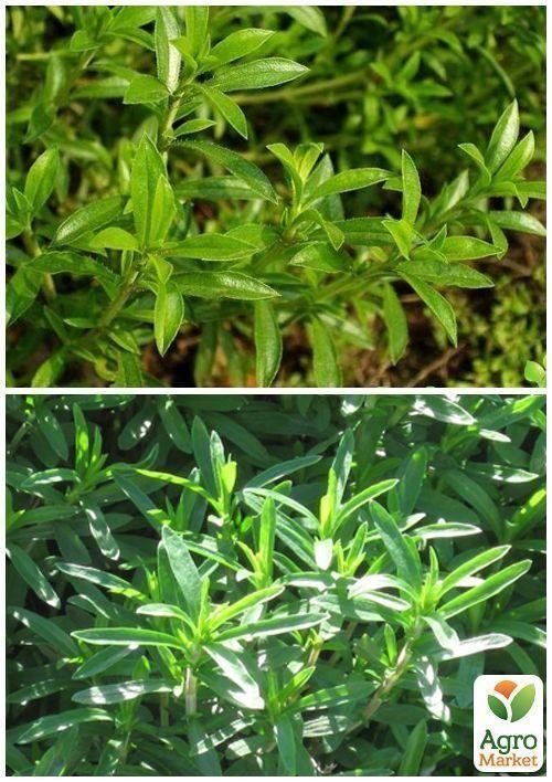 На вагу Чабер "Запашний" ТМ "Весна" ціна за 2г - фото 4