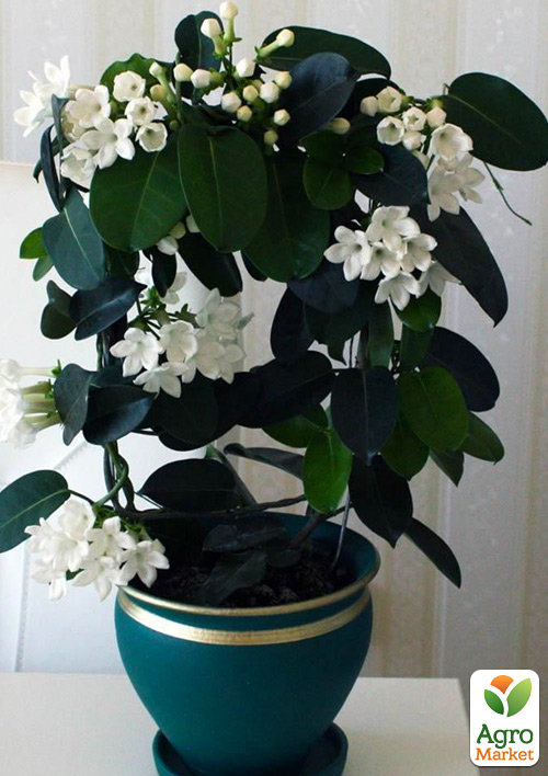 Стефанотіс "Stephanotis"