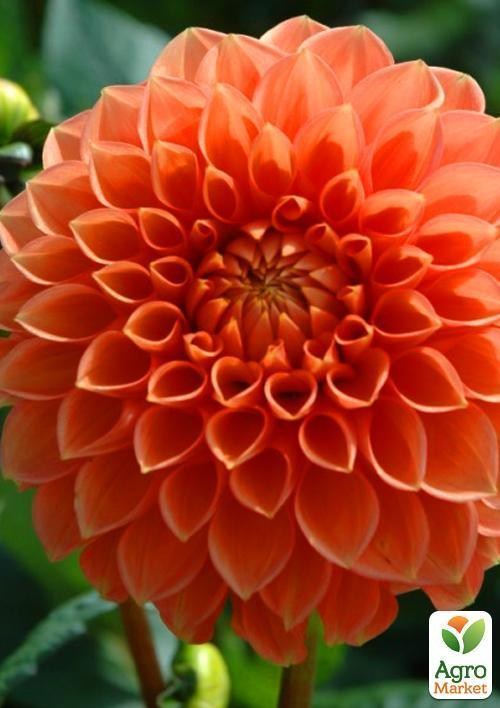 Георгина "Silvie`s Queen" 1шт в упаковке - фото 2