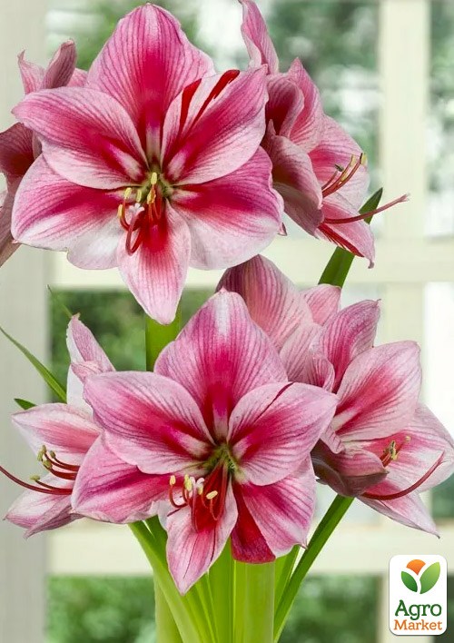 Гиппеаструм простой "Gervase" (Амариллис) 