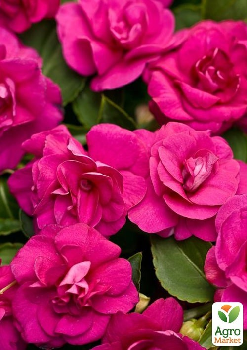 Бальзамин махровый "Паллада" ТМ "Vesna Exclusive" 5шт