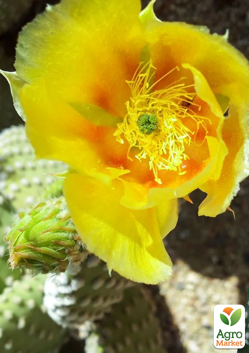 Опунція "Microdesys" - фото 6