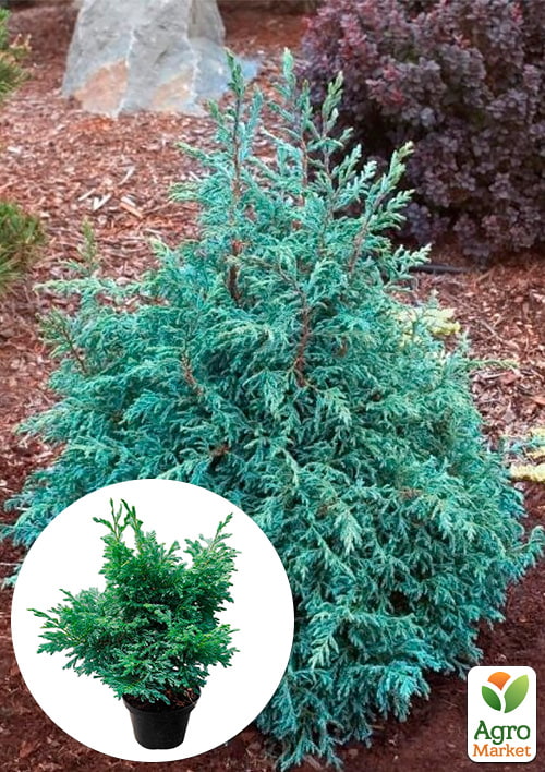 Кипарисовик горохоплодный "Baby Blue" С2, высота 15-20см