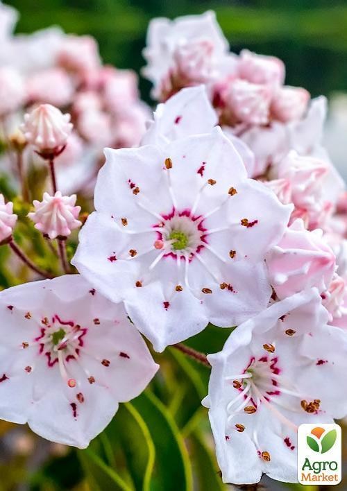 Кальмия latifolia "Zebulon" - фото 2