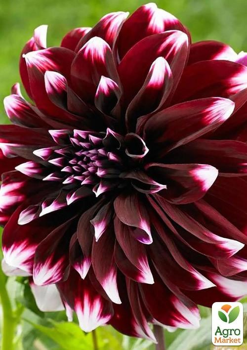 Георгина "Contraste"