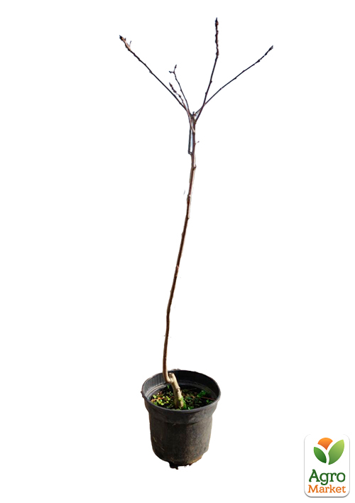 Дуб англійський звичайний (Quercus robur) С2 - фото 2