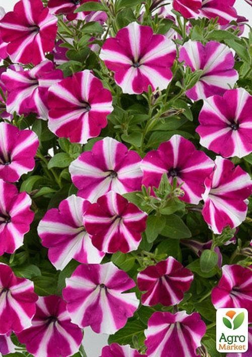 Петунія напівампельна Amore "Joy" (контейнер №10, висота 10-15см)