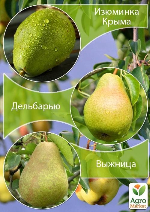Дерево-сад Груша "Изюминка Крыма+Дельбарью+Выжница" 