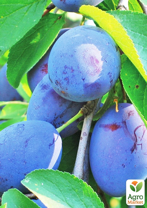 Слива "Геркулес"