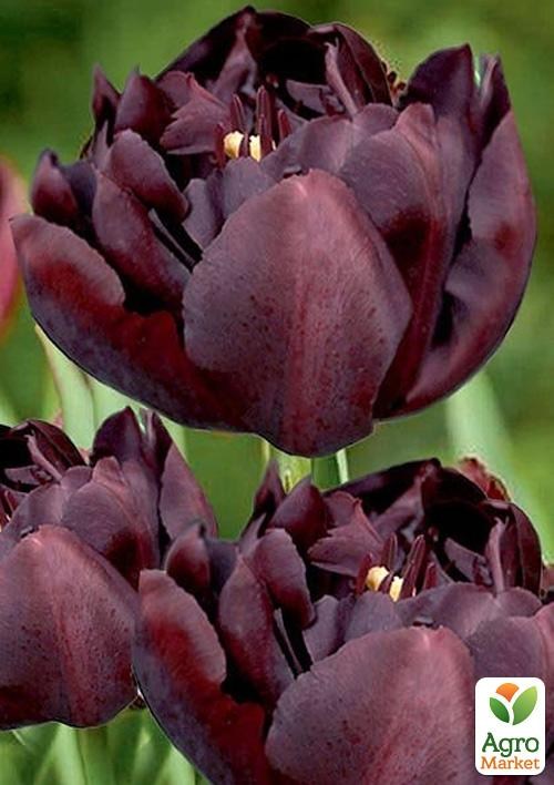 Тюльпан "Palmyra" 2шт в упаковке