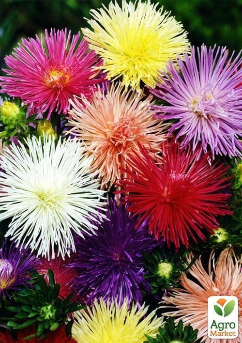 Астра "Игольчатая смесь" (в банке) ТМ "Весна Органик" 4г