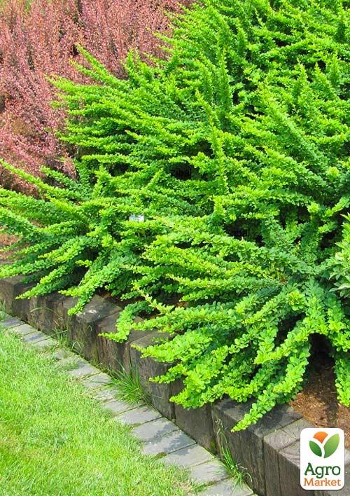Барбарис Тунберга Green Carpet  (контейнер P9)