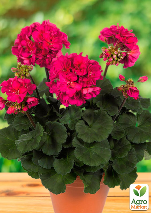 Пеларгония зональная Dark Line "Neona" 