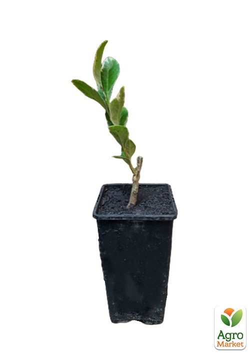 Лайм вариегатный "Tahiti Variegata" (очень сочный, ароматный плод) - фото 3