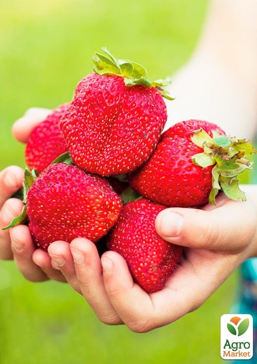 Полуниця ремонтантна "Колоссус" (Fragaria a. "Colossus", плоди вагою від 40 до 100 грам) вазон П9