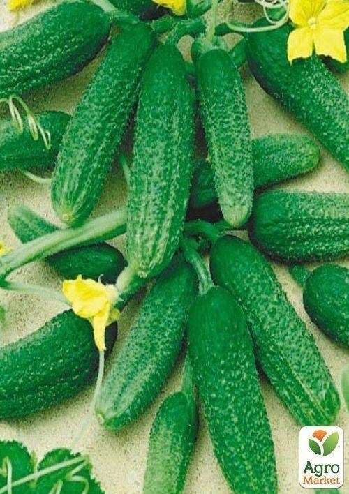 Огірок оброблений "Парус" (Зипер) ТМ "Весна" 0.5г - фото 3