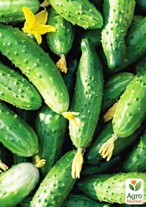 Огірок «Колорит» ТМ «Vesna Select» 2г