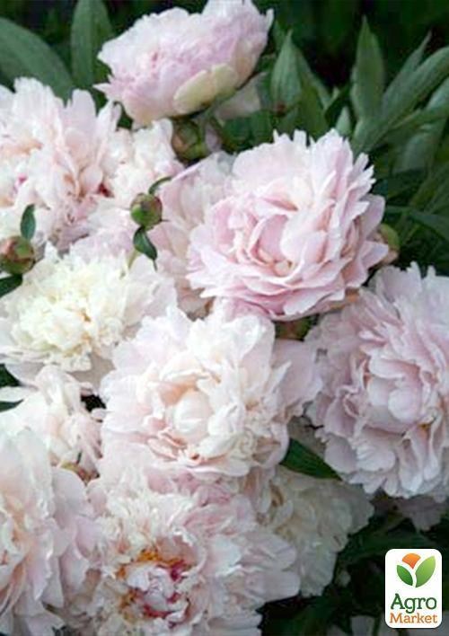 Півонія трав'яниста "Перлина Уралу" 1шт в упаковці