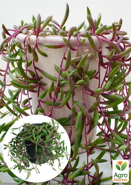 LMTD Сенеціо (хрестовник) "Purple Flash" підвісний вазон