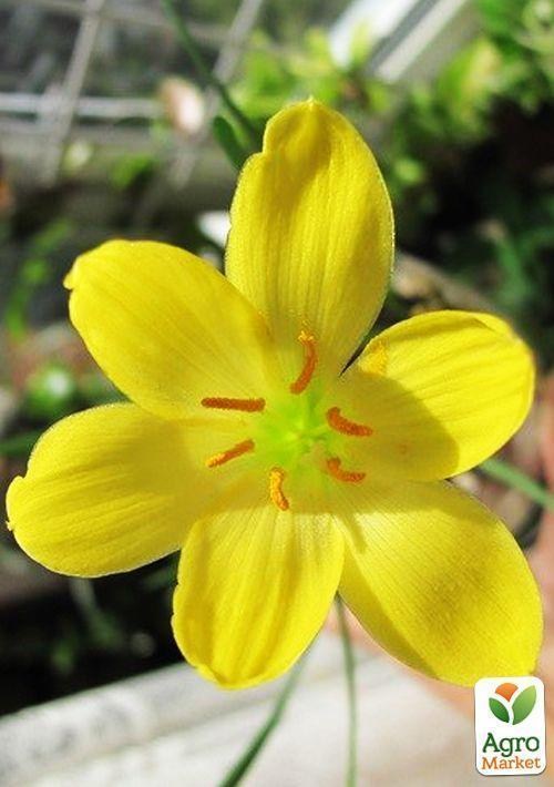 Зефирантес "Citrina"