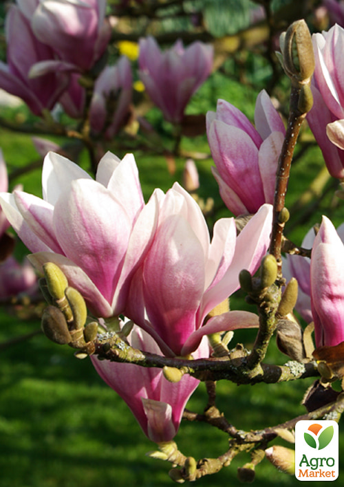 LMTD Магнолия "Soulangeana" 3-х летняя (высота 50-70см)